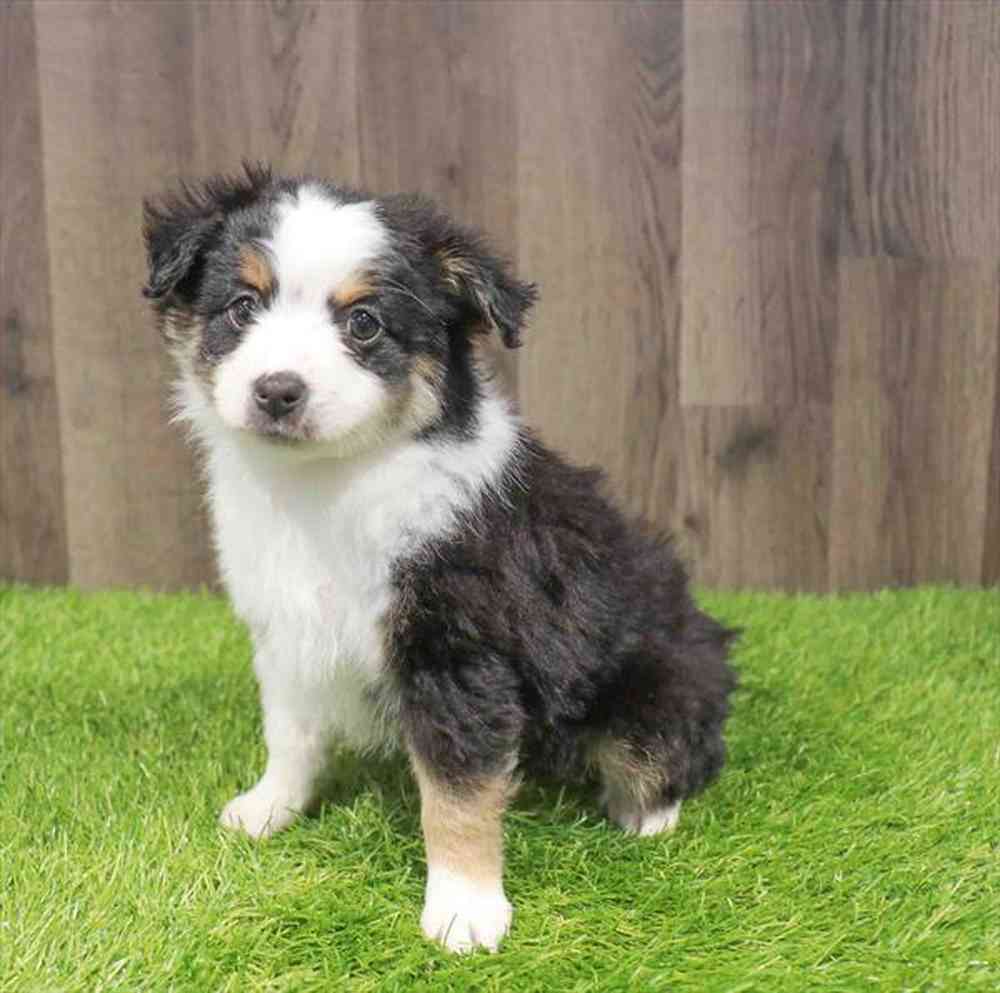Toy Australian Shepherd image