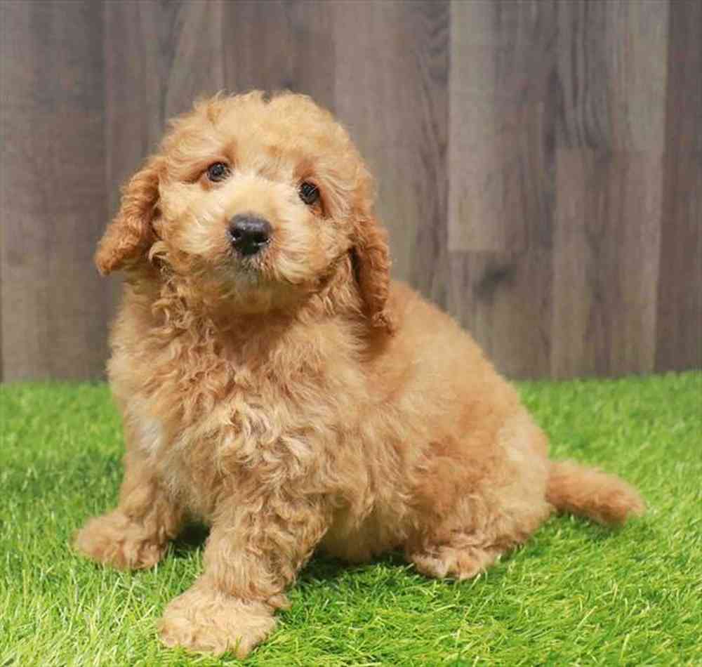 Mini Goldendoodle 2nd Gen image