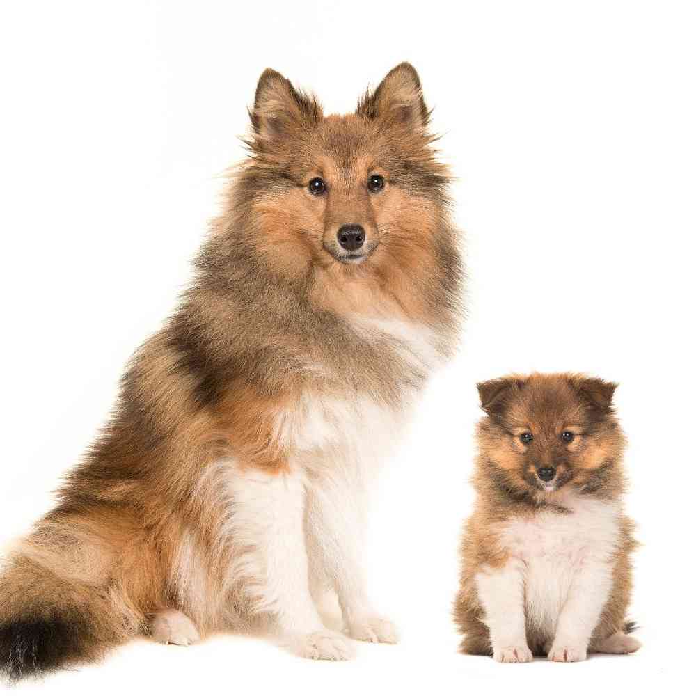 Sheltie image