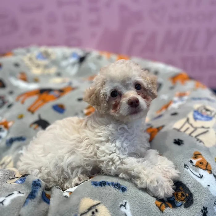 Cockapoo 2nd Gen image