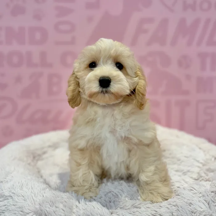 Cockapoo 2nd Gen image