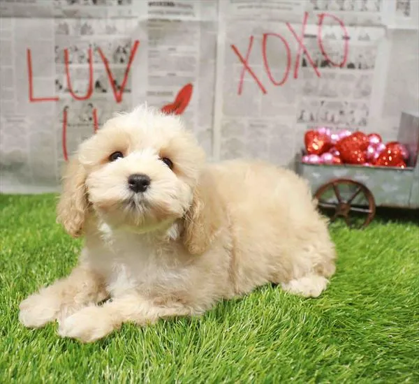 Cockapoo 2nd Gen image