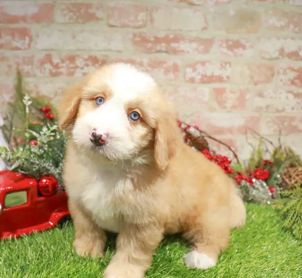 Mini Bernedoodle 2nd Gen image