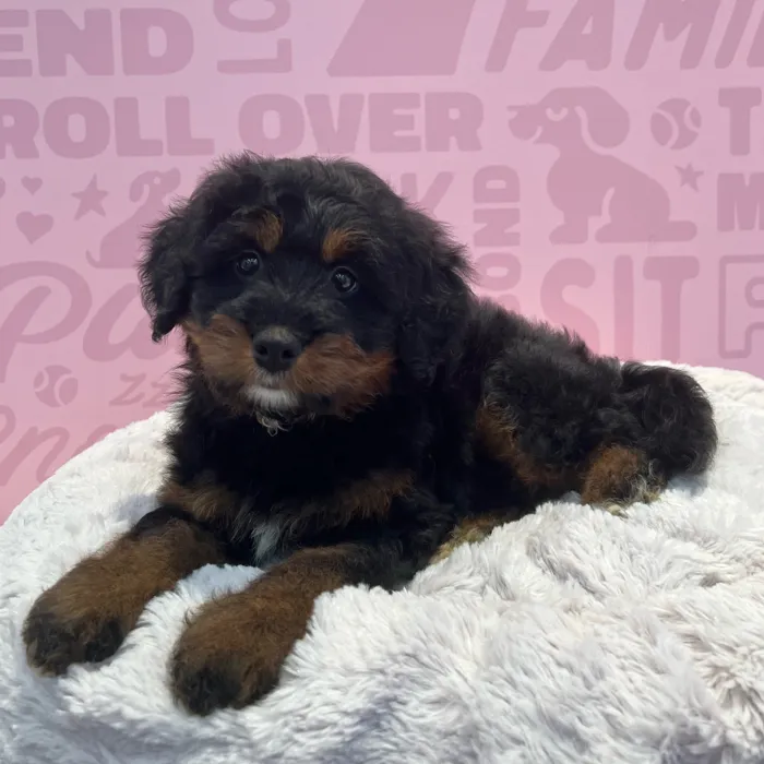 Mini Bernedoodle image