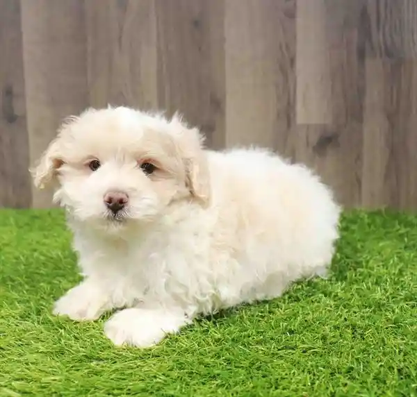 Pom-A-Poo image