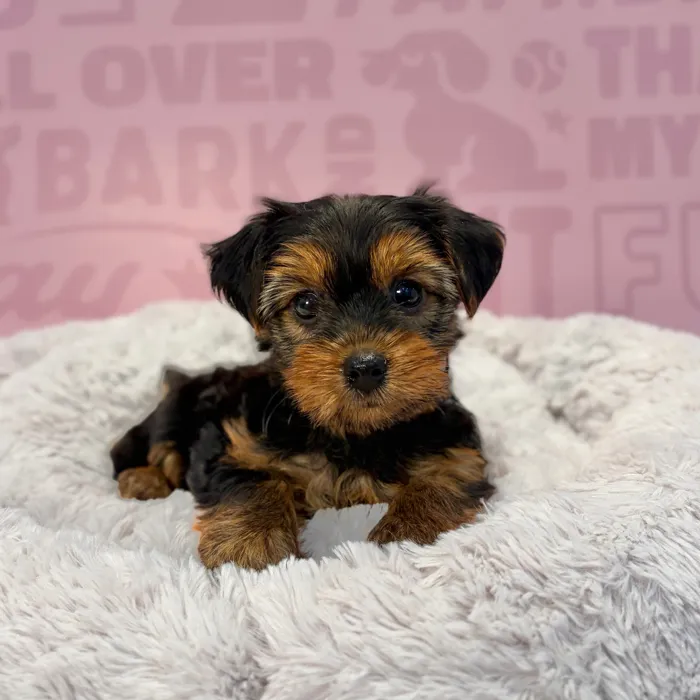 Female Yorkie puppy named Marilyn for sale at Waggles-Ft. Myers.
