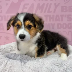 Male Pembroke Welsh Corgi puppy named Alvin for sale at Waggles-Ft. Myers.