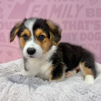 Male Pembroke Welsh Corgi puppy named Alvin for sale at Waggles-Ft. Myers.