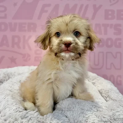 Male Havanese-Shih Tzu puppy named Bowie for sale at Waggles-Ft. Myers.