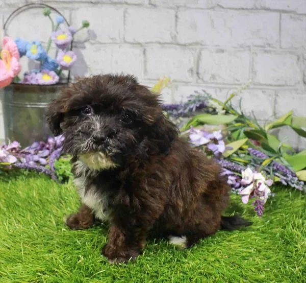 Female Havapoo puppy for sale at Waggles-Ft. Myers.