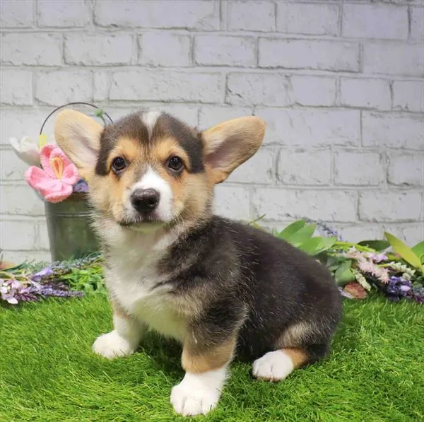Male Pembroke Welsh Corgi puppy named Godfrey for sale at Waggles-Ft. Myers.