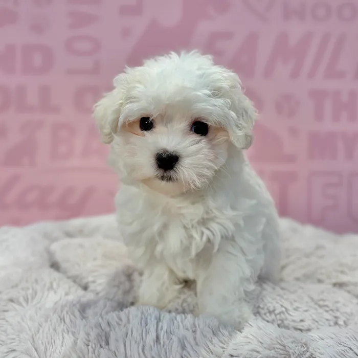 Female Maltese puppy named Trixie for sale at Waggles-Ft. Myers.