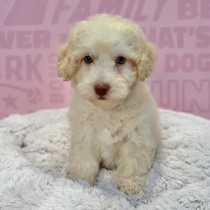 Female Bichapoo puppy named Shay for sale at Waggles-Ft. Myers.