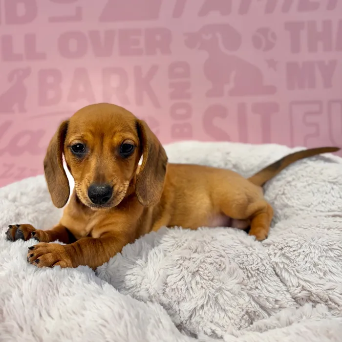 Male Dachshund puppy named Vinny for sale at Waggles-Ft. Myers.