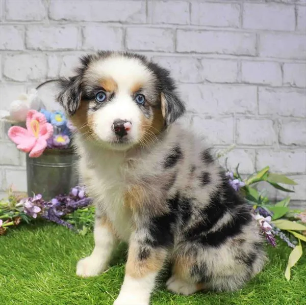 Female Mini Aussie puppy named Skye for sale at Waggles-Ft. Myers.