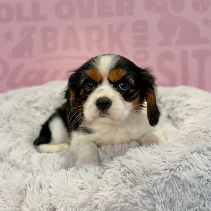 Female Cavalier King Charles Spaniel puppy named Jane for sale at Waggles-Ft. Myers.