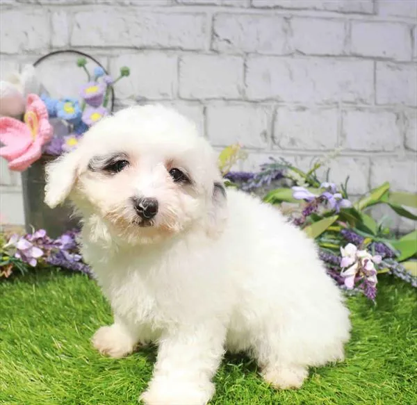 Male Mini Poodle puppy named Casper for sale at Waggles-Ft. Myers.