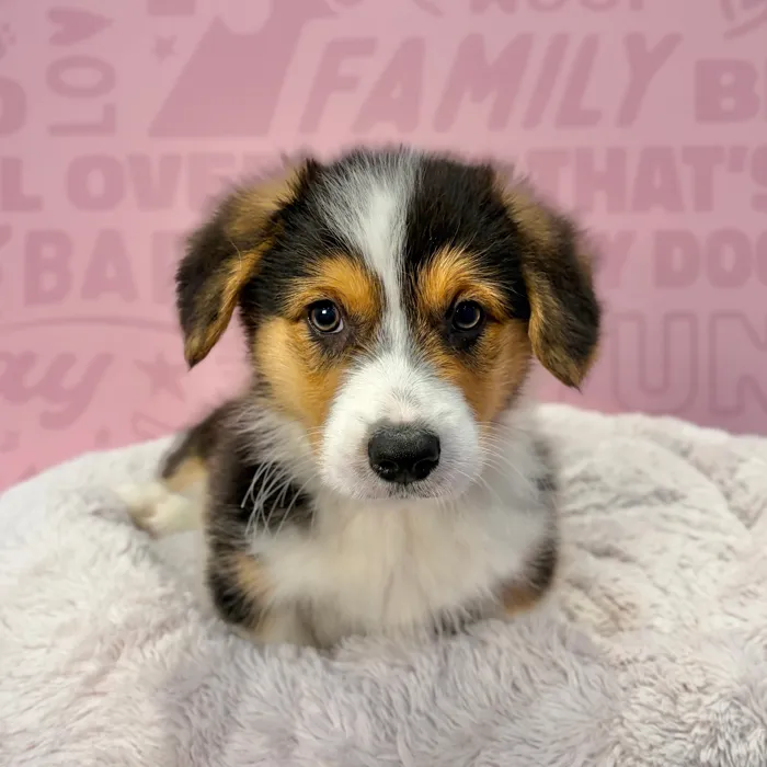Male Pembroke Welsh Corgi puppy named Alvin for sale at Waggles-Ft. Myers.