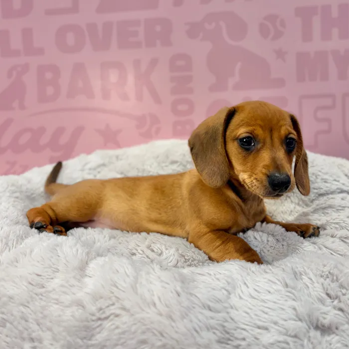 Male Dachshund puppy named Vinny for sale at Waggles-Ft. Myers.