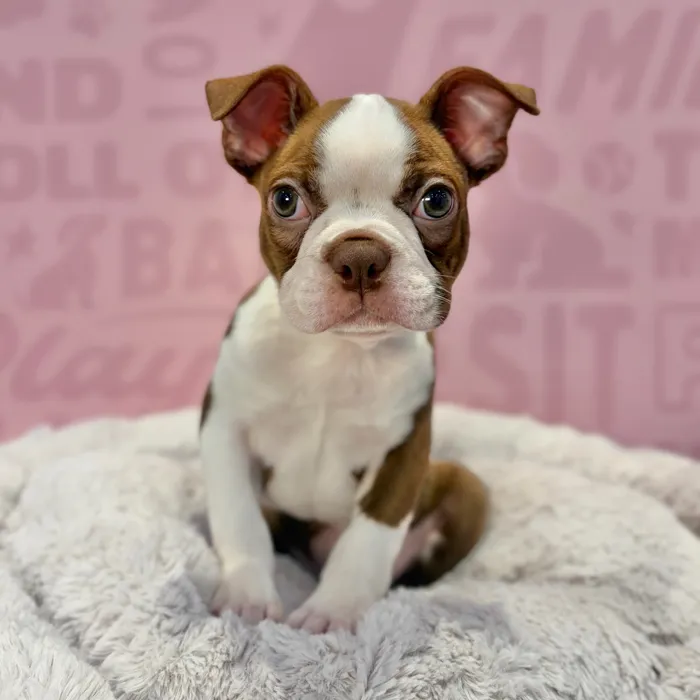 Male Boston Terrier puppy named Winston for sale at Waggles-Ft. Myers.