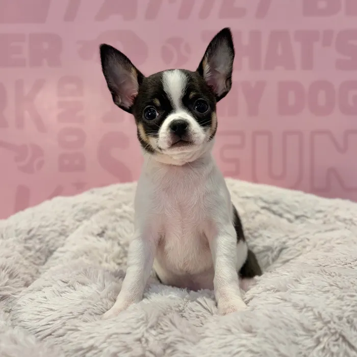 Female Chihuahua puppy named Luna for sale at Waggles-Ft. Myers.