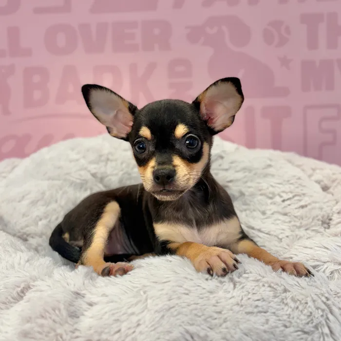 Female Chihuahua puppy named Sadie for sale at Waggles-Ft. Myers.