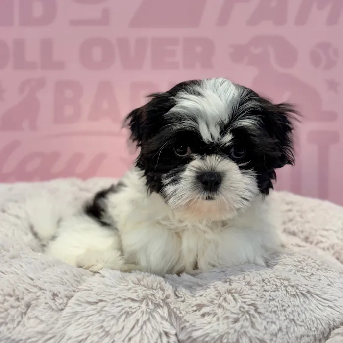 Female Shih Tzu puppy named Cece for sale at Waggles-Ft. Myers.