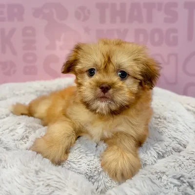 Female Havanese-Shih Tzu puppy named May for sale at Waggles-Ft. Myers.