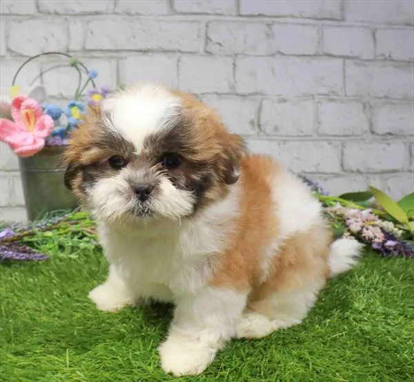 Male Shih Tzu puppy named Opie for sale at Waggles-Ft. Myers.