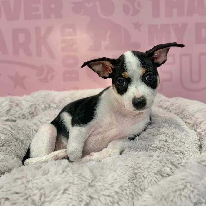 Female Chiweenie puppy named Kiki for sale at Waggles-Ft. Myers.