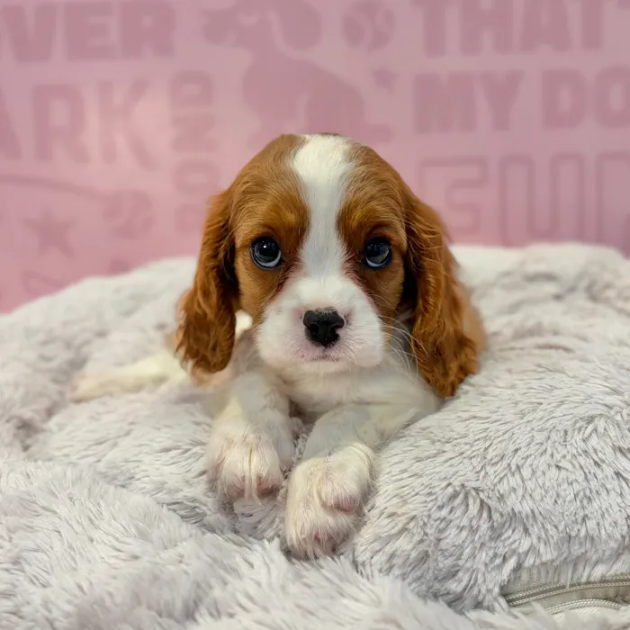 Female Cavalier King Charles Spaniel puppy named Rosie for sale at Waggles-Ft. Myers.