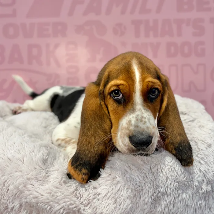 Male Basset Hound puppy named Earl for sale at Waggles-Ft. Myers.