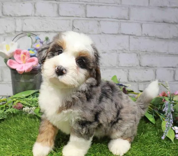 Female Mini Bernedoodle 2Nd Gen puppy for sale at Waggles-Ft. Myers.