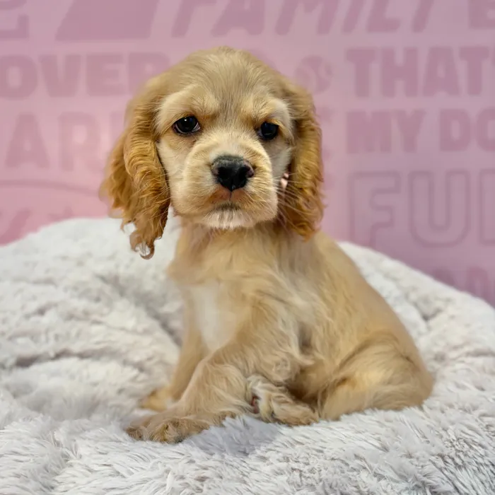 Female Cocker Spaniel puppy named Honey for sale at Waggles-Ft. Myers.