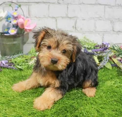 Female Yorkie puppy for sale at Waggles-Ft. Myers.