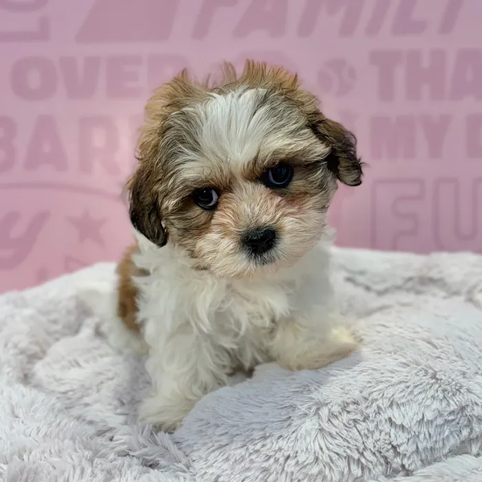 Female Teddy Bear puppy named Dolly for sale at Waggles-Ft. Myers.