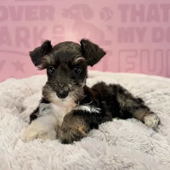 Male Mini Schnauzer puppy named Jack for sale at Waggles-Ft. Myers.