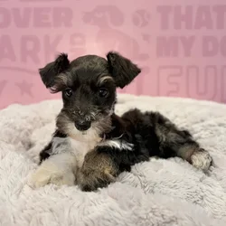 Male Mini Schnauzer puppy named Jack for sale at Waggles-Ft. Myers.