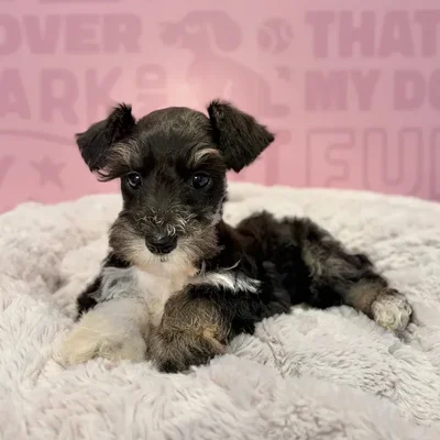 Male Mini Schnauzer puppy named Jack for sale at Waggles-Ft. Myers.