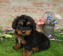 Female Mini Bernedoodle puppy named Winnie for sale at Waggles-Ft. Myers.