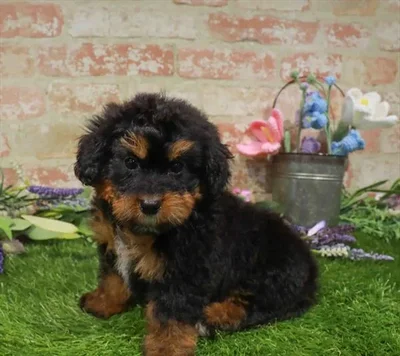 Female Mini Bernedoodle puppy named Winnie for sale at Waggles-Ft. Myers.