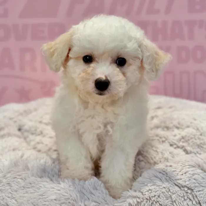 Female Bichon puppy named Hannah for sale at Waggles-Ft. Myers.