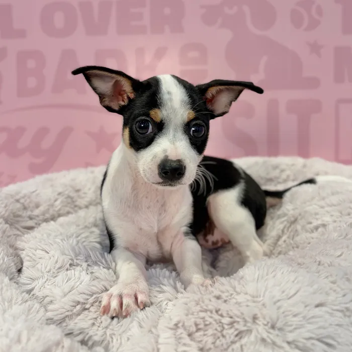 Female Chiweenie puppy named Kiki for sale at Waggles-Ft. Myers.