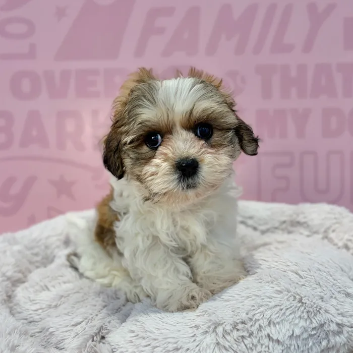 Female Teddy Bear puppy named Dolly for sale at Waggles-Ft. Myers.