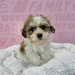 Female Teddy Bear puppy named Dolly for sale at Waggles-Ft. Myers.