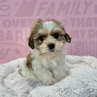 Female Teddy Bear puppy named Dolly for sale at Waggles-Ft. Myers.