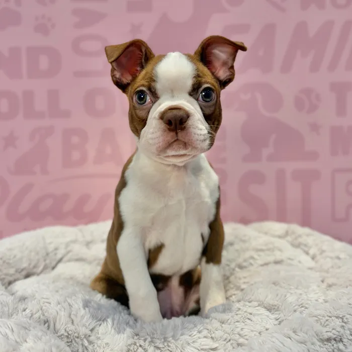 Male Boston Terrier puppy named Winston for sale at Waggles-Ft. Myers.