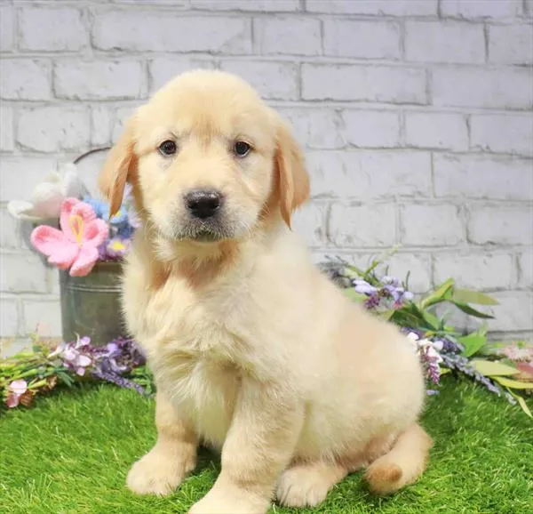 Female Golden Retriever puppy named Athena for sale at Waggles-Ft. Myers.