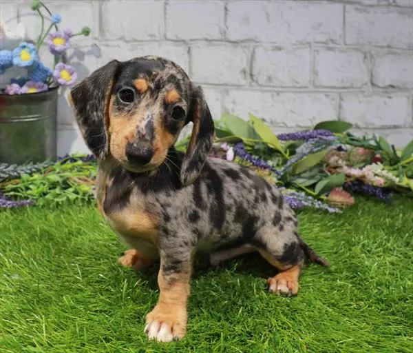 Male Dachshund puppy for sale at Waggles-Ft. Myers.