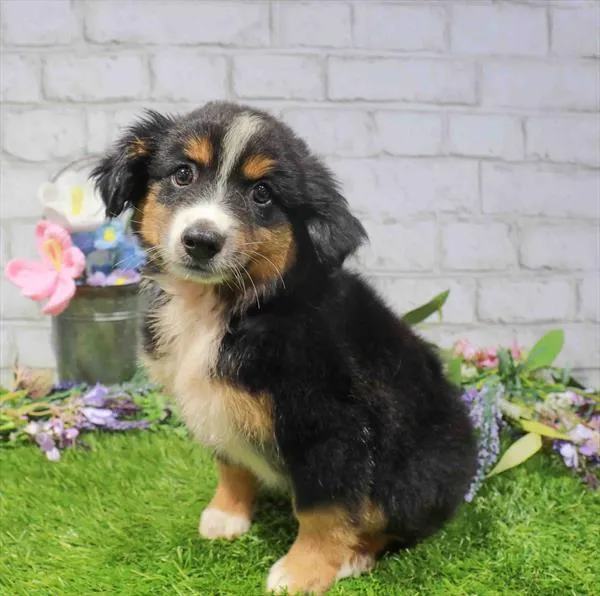 Male Hybrid puppy for sale at Waggles-Ft. Myers.